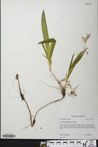 Iris cristata image