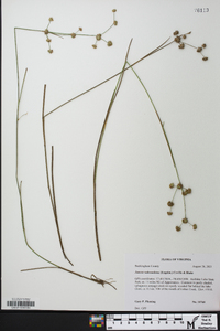 Juncus subcaudatus image