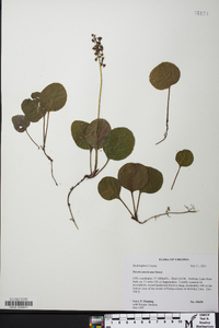 Pyrola americana image