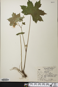 Hydrophyllum canadense image