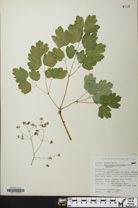 Thalictrum coriaceum image