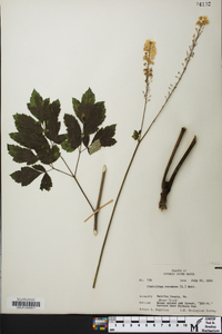 Actaea racemosa image