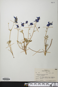 Delphinium glareosum image