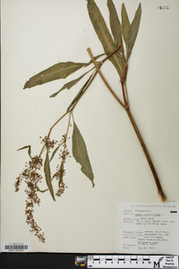 Rumex verticillatus image