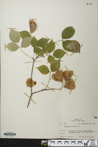 Staphylea trifolia image