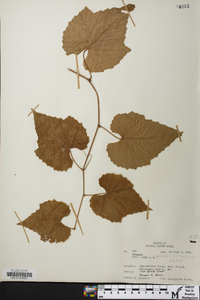 Vitis vulpina image