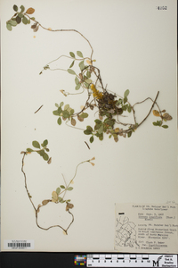 Linnaea borealis image