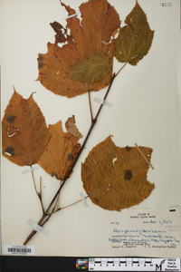 Acer pennsylvanicum image