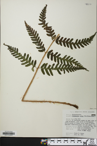 Dryopteris celsa image