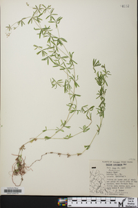 Galium concinnum image