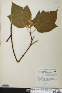 Acer pennsylvanicum image