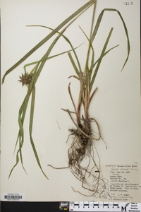 Carex grayi image