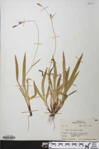 Carex flaccosperma image