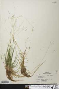 Poa cuspidata image