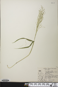 Dichanthelium polyanthes image