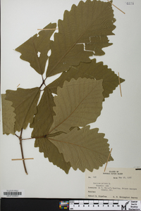 Quercus montana image