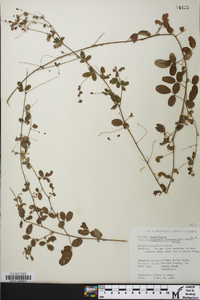 Lespedeza violacea image