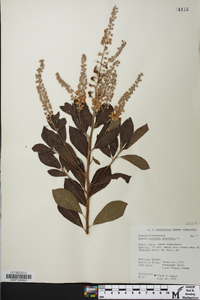 Clethra alnifolia image