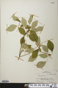 Cornus rugosa image