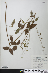 Desmodium perplexum image