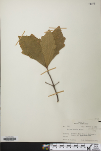 Quercus bicolor image