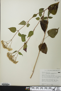 Ageratina altissima var. roanensis image