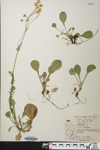 Packera obovata image