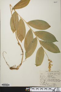 Maianthemum racemosum var. racemosum image