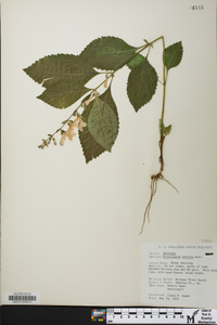 Scutellaria serrata image