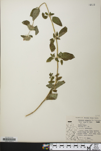 Clinopodium vulgare image