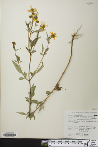 Bidens aristosa image