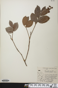 Gaultheria shallon image