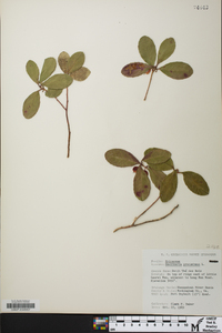 Gaultheria procumbens image