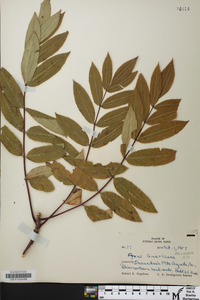 Sorbus americana image