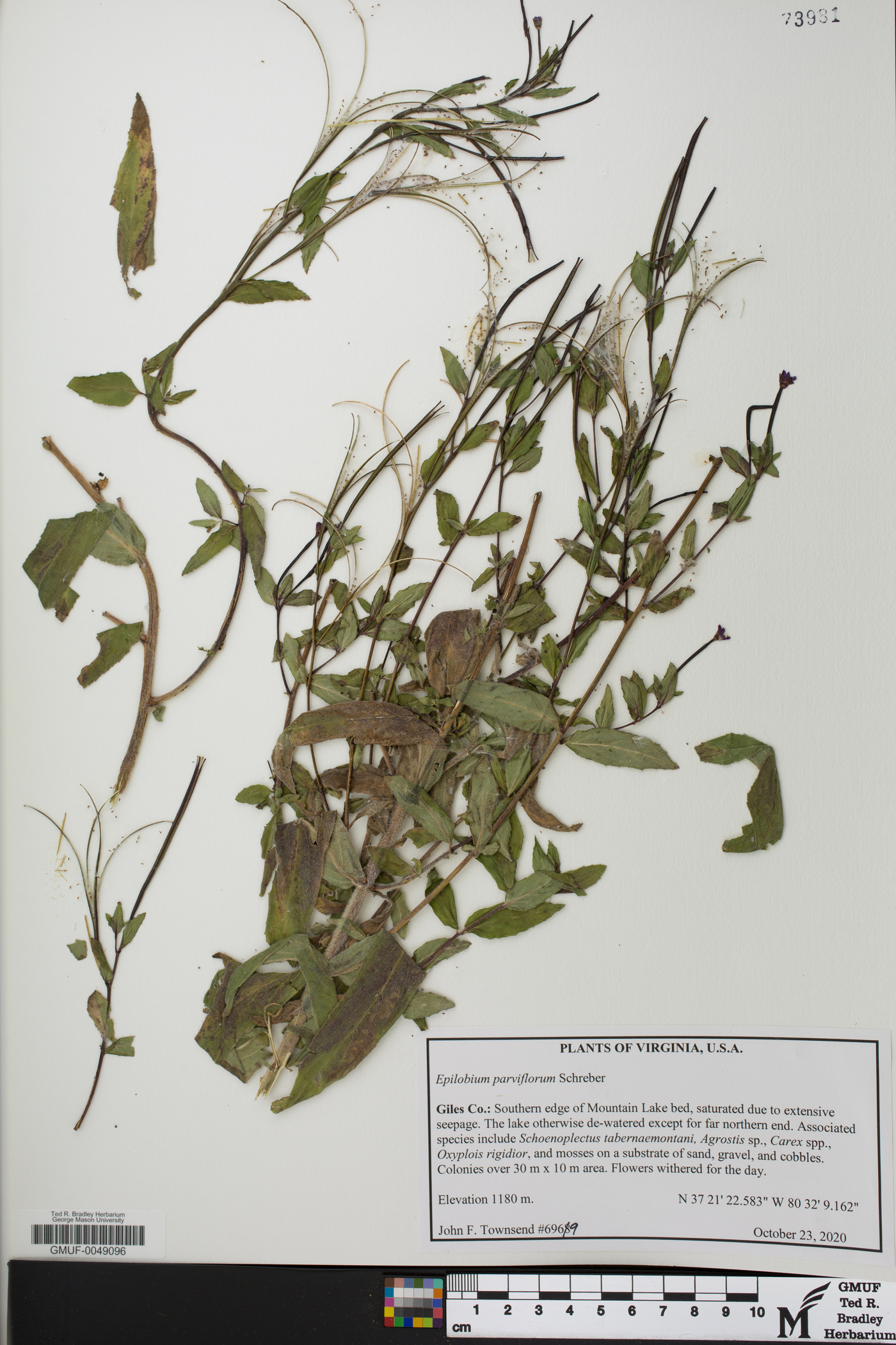 Epilobium parviflorum image