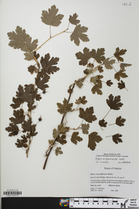 Ribes missouriense image