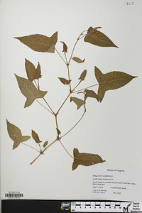 Persicaria arifolia image