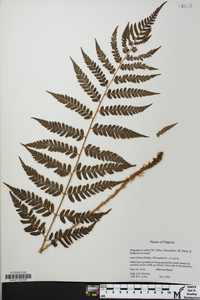 Dryopteris celsa image