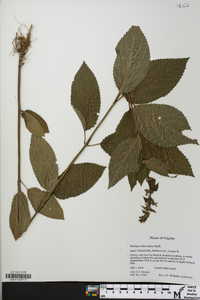 Stachys subcordata image