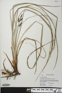 Carex joorii image