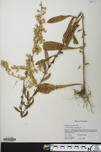 Solidago speciosa image