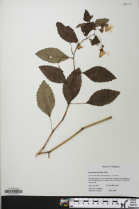 Impatiens pallida image