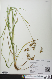 Scirpus pendulus image