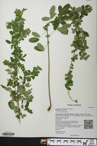 Lespedeza violacea image