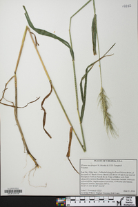 Elymus macgregorii image