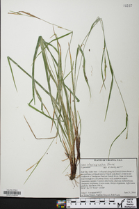 Carex planispicata image