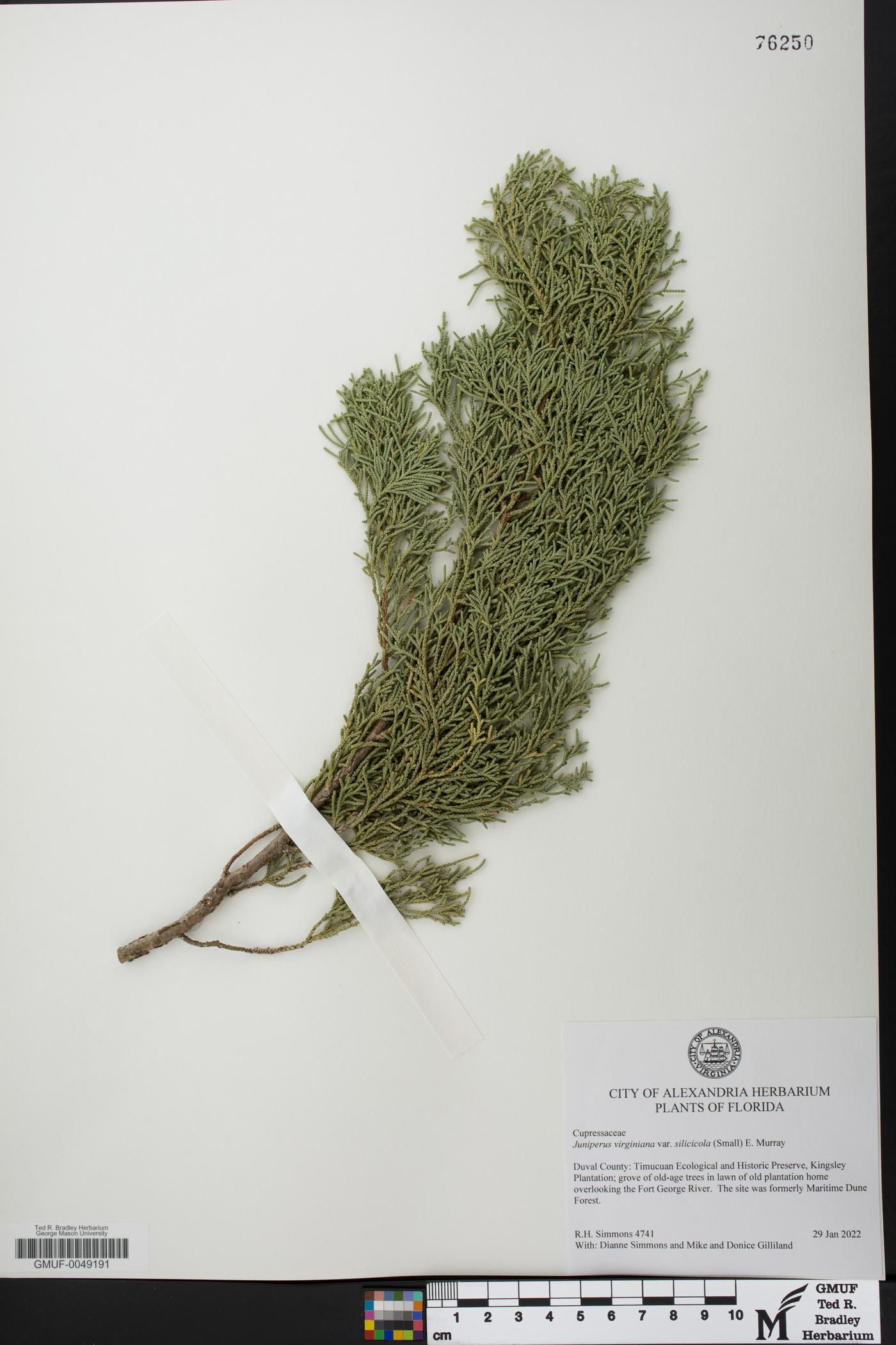 Juniperus virginiana subsp. silicicola image