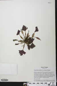 Trapa bispinosa image