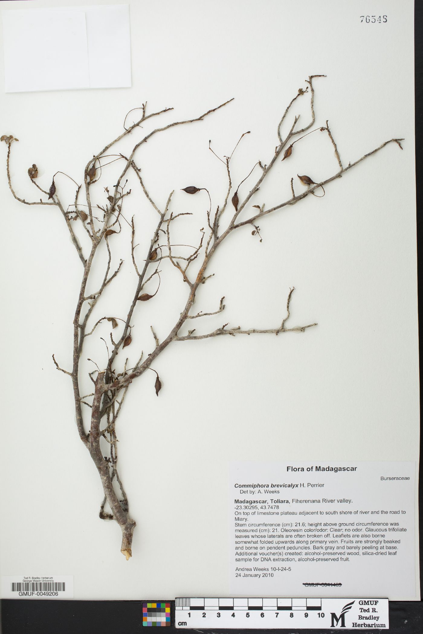 Commiphora brevicalyx image