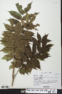 Commiphora arafy image